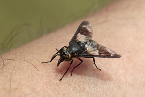 Réf. 209 657 : Chrysops caecutiens